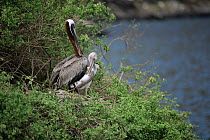 Brown pelican (Pelecanus occidentalis urinator) with chick on the nest, preening, Isabela Island, Galapagos, June