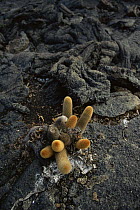 Lava cactus (Brachycereus nesioticus) growing in lava, Fernandina Island, Galapagos. June