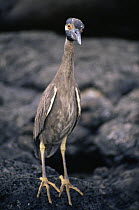 Yellow-crowned Night Heron (Nyctanassa violacea) standing on lava rock. Santiago Island, Galapagos