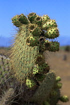 Giant cholla cactus {Opuntia sp} Galapagos