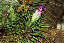 Bromeliad plant in flower. An epiphyte from the neotropics growing in botanical garden in San Diego, California, USA