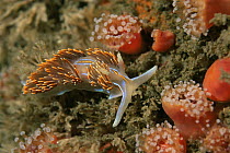 Thick horned aeolid nudibranch (Hermissenda crassicornis) and Sea anemones in the Channel Islands, Pacific, California, USA