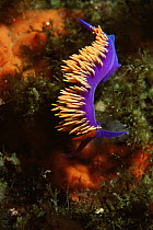 Nudibranch (Flabellina iodinea) in the Channel Islands, pacific, California, USA