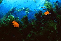 Garibaldi fish (Hypsypops rubicundus) amid forest of Giant Kelp (Macrocystis pyrifera) Catalina Island, California, USA, July 2001.