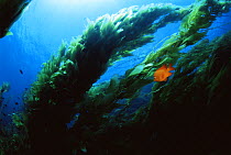 Garibaldi fish (Hypsypops rubicundus) amid forest of Giant Kelp (Macrocystis pyrifera). Catalina Island, California, USA. July 2001.