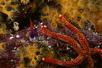 Blue-banded Goby (Lythrypnus dalli) rests on coralline algae near a Sea star and coral and anemone polyps. Channel Islands, pacific, California, USA