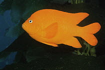 Garibaldi fish (Hypsypops rubicundus) Catalina Island, Pacific, California, USA