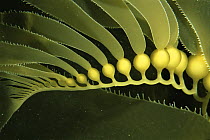 Giant Kelp (Macrocystis pyrifera) close up with detail of floats. Catalina Island, California, USA July