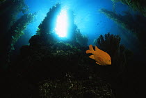 Garibaldi fish (Hypsypops rubicundus) amongst forest of Giant Kelp (Macrocystis pyrifera). Catalina Island, pacific, California, USA. July 2001.
