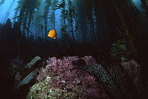 Giant Kelp forest {Macrocystis pyrifera} with Garibaldi fish (Hypsypops rubicundus). Small island off Santa Barbara, California, USA, July 2001.