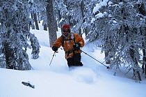 Backcountry skiing in the Santa Fe, New Mexico vicinity, USA. Telemark skiing in fresh powder snow. Feb 2003.