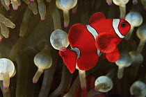Spinecheek anemonefish (Premnas biaculeatus) male, Wakatobi Islands, Sulawesi, Indonesia. June