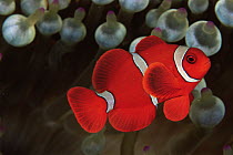 Spinecheek anemonefish (Premnas biaculeatus) male, Wakatobi Islands, Sulawesi, Indonesia.