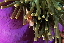 Pink anemonefish (Amphiprion perideraion) amongst tentacles of anemone, Wakatobi Islands, Sulawesi, Indonesia.