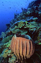 Giant barrel sponge (Xestospongia sp) on a coral reef wall with a diversity of hard and soft corals. Wakatobi Islands, Southeast Sulawesi, Indonesia. June 2004.