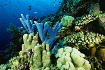 Hard and soft corals and blue sponge. Wakatobi Islands, Sulawesi, Indonesia. June 2004.