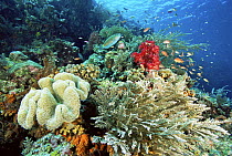 Reef view with soft corals, fire coral (hydroids), Parrotfish {Scarus sp} and Lyretail Anthias (Pseudanthias squamipinnis) Indo-pacific