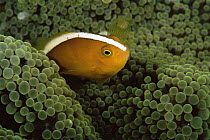 Orange anemonefish (Amphiprion sandaracinos) amongst tentacles of sea anemone, Wakatobi Islands, Sulawesi, Indonesia.