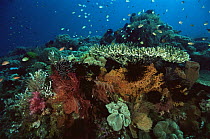 View of coral reef with crinoids, sea fans and table corals. Wakatobi Islands, Sulawesi, Indonesia. June 2004.