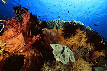 View of coral reef with feather stars, crinoids, sea fans and table corals. Wakatobi Islands, Sulawesi, Indonesia. June 2004.