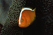 Orange anemonefish (Amphiprion sandaracinos) Wakatobi Islands, Sulawesi, Indonesia.