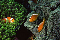Two species of sea anemone one hosting False clown anemonefish (Amphiprion ocellaris) (left) and the other Orange anemonefish (Amphiprion sandaracinos) (right) Wakatobi Islands, Sulawesi, Indonesia. J...