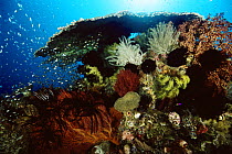Coral reef with table coral, sea fans, crinoid feather star and school of Golden Sweepers (Parapriacanthus ransonneti) Indo-pacific