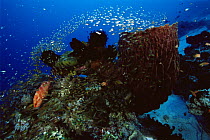 Coral reef with school of Golden Sweepers (Parapriacanthus ransonneti), barrel sponge, and Sixspot Grouper (Cephalopholis sexmaculata), Indo Pacific