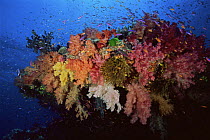 Anthias fish swimming around a rocky outcrop covered in multi-colored soft corals. Primarily Slender Anthias (Luzonichthys waitei) and Lyretail Anthias (Pseudanthias squamipinnis)   Namena Island, F...