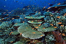 Anthias fish and hard corals on a Fiji reef. Primarily Lyretail Anthias (Pseudanthias squamipinnis).~~Vatu-i-Ra, Fiji. Oct 03