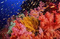 Anthias fish swimming over a coral reef covered in soft corals and a yellow crinoid feather star. Primarily Lyretail Anthias (Pseudanthias squamipinnis) Vatu-i-Ra, Fiji