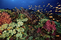 Coral reef with coral diversity and school of Anthias fish. Primarily Lyretail Anthias (Pseudanthias squamipinnis) Vatu-i-ra, Fiji. Oct 03.