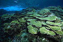 Healthy reef of hard corals just under the surface of the Great Astrolabe Reef, Kadavu Island, Fiji.