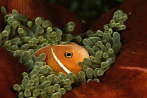 Pink anemonefish (Amphiprion perideraion) amongst tentacles of Sea anemone, Indo-pacific