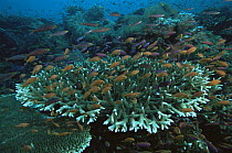 Reef view with hard corals (Acropora sp.) and schools of Slender Anthias (Luzonichthys waitei) and Lyretail Anthias (Pseudanthias squamipinnis) hovering over the reef. Vatu-i-Ra, Fiji.