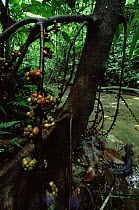 Endemic Fig tree (Ficus minahasa) with fruits growing beside a forest stream, Sierra Madre NP, Luzon, Philippines. Sept 2001.