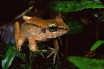 Frog {Platymantis dorsalis} Panay Island Northwest mountains, Philippines, May