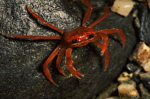 Unidentified land crab from Panay Island Northwest mountains, Philippines. May