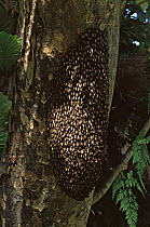 Nest of Honey bees (Apis sp) on a tree in Subterranean River National Park, Palawan Island, Philippines. October