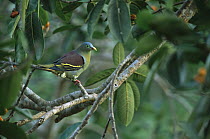 Thick-billed green-pigeon (Treron curvirostra) male in fig tree, Subterranean River National Park, Palawan Island, Philippines. October
