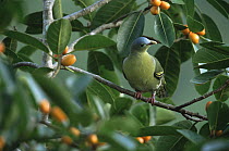 Thick-billed green-pigeon (Treron curvirostra) female in fig tree, Subterranean River National Park, Palawan Island, Philippines. October