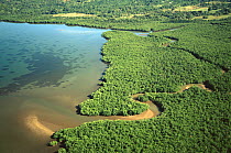 Aerial view of a mangrove estuary on Busuanga Island, Philippines, October 2001