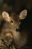 Calamian Deer (Axis calamianensis) wild, Dimakya Island, Calamian Islands, Palawan, Philippines, Endangered
