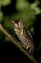 Mantanani scops owl (Otus mantananensis) Dimakya Island, Palawan, Philippines, November