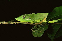 Green fence lizard {Bronchocela cristatella} resting on a slender branch at night, Bohol Island, Philippines.