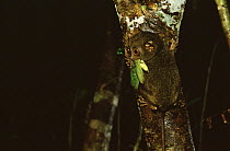 Philippine Tarsier (Tarsius syrichta) feeding on orthopteran prey, Bohol Island, Philippines, November