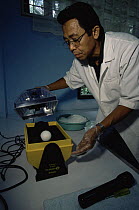 Philippine Eagle Center director, Domingo Tadena, turns and weighs a precious Philippine eagle egg {Pithecophaga jefferyi} being incubated at the center, Mindanao Island, Philippines, November 2001.