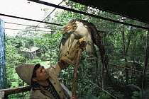 At the Philippine Eagle Captive Breeding Program keeper Eddie Juntilla trains a male Philippine eagle {Pithecophaga jefferyi} to deliver sperm samples. Mindanao Island, Philippines. November 2001.