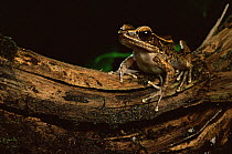 Frog {Rana similis} Sierra Madre National Park, Luzon, Philippines