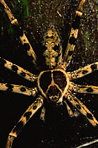Huntsman spider {Sparassidae} in the rainforest, Sierra Madre National Park, Luzon, Philippines